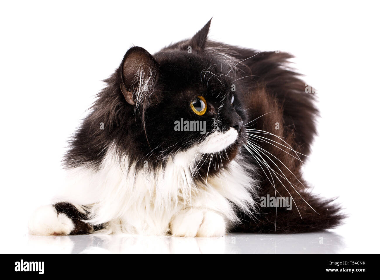 Das Kätzchen legt nach vorne, den Kopf nach rechts. Die Katze ist auf einem weißen Hintergrund. Als package Design Element für Katzenfutter Stockfoto