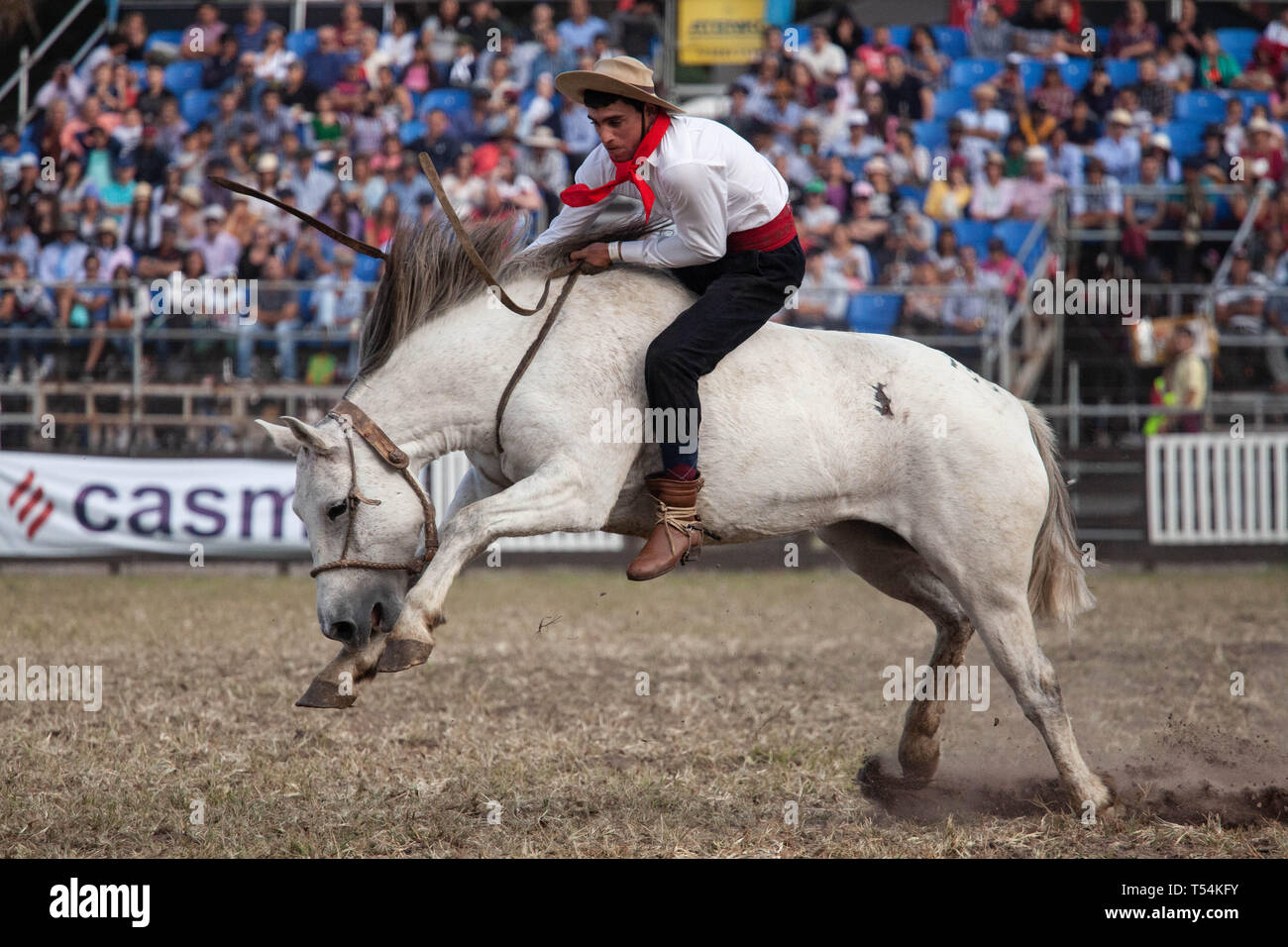 Montevideo, Uruguay. 20 Apr, 2019. Ein Gaucho (Cowboy) gesehen ein Pferd reiten während der 'Criolla Woche' Rodeo in Montevideo. Seit 1925 jährlich im April, die Criolla Woche Festival in Montevideo, wo Gaucho (Cowboy) Fahrt wilde Pferde gefeiert Tradition des Landes zu verewigen. Neben dem Rodeo show gibt es mehrere Musicals und die traditionelle Gastronomie. Credit: SOPA Images Limited/Alamy leben Nachrichten Stockfoto