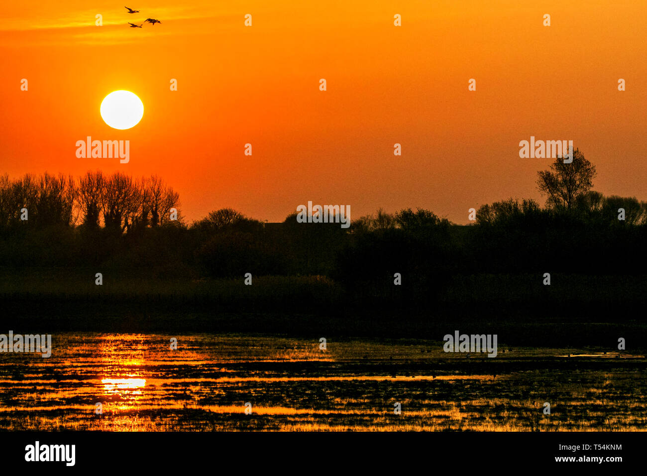 Southport, Merseyside, UK. 21. April 2019. Schönen Sonnenaufgang. Einen schönen Sonnenaufgang Kaskaden über nasse Marschland als eine Schar der kanadischen rosa Gänse Kopf weg in die Dämmerung Himmel für Essen zu Ihren bevorzugten Futterstellen für Feldhäcksler am Ufer des Southport Strand in Merseyside. Credit: cernan Elias/Alamy leben Nachrichten Stockfoto