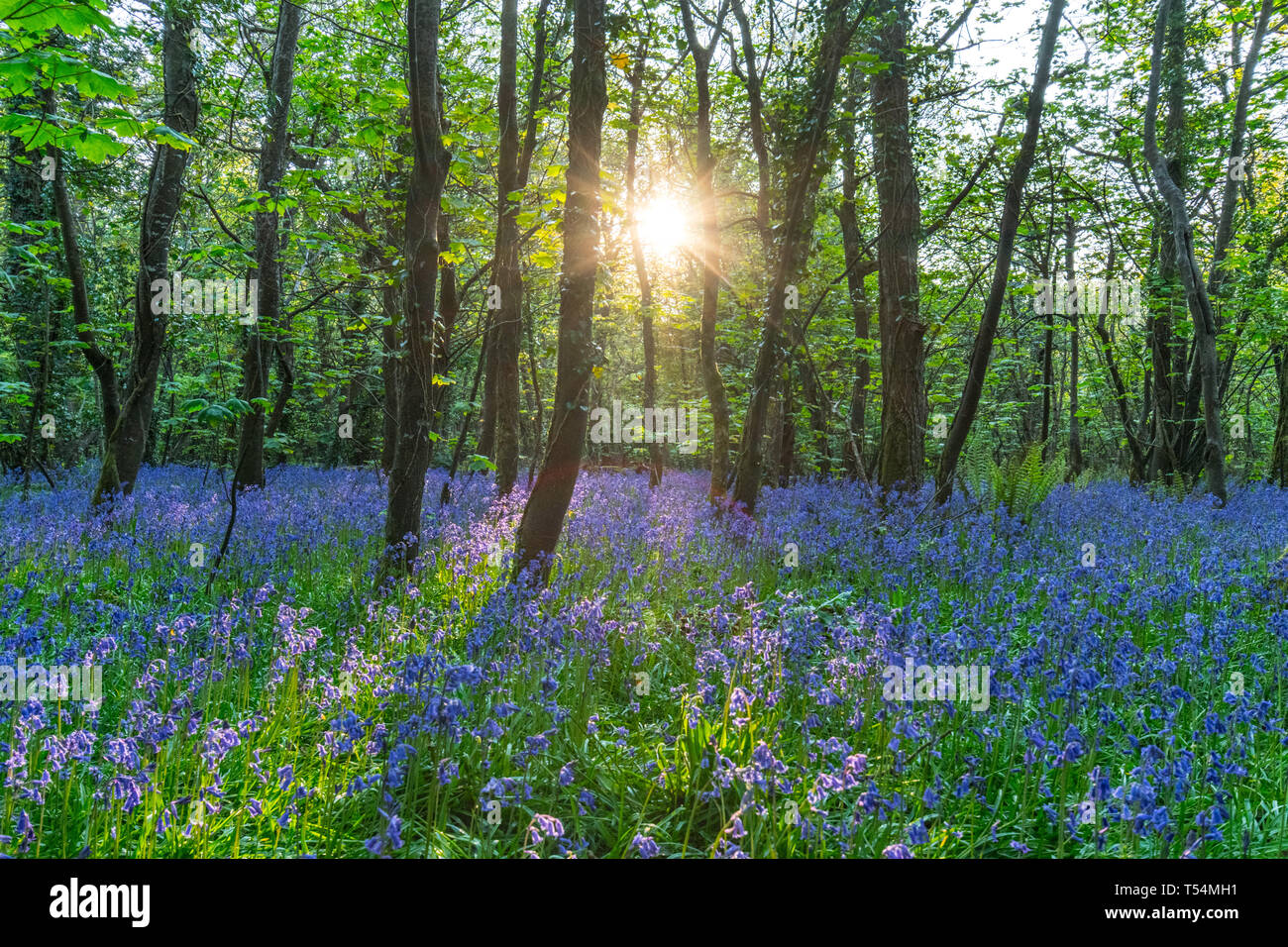 Die Sonne durch die Bäume in einem Bluebell Woods mit Blüten Teppichboden brechen Stockfoto