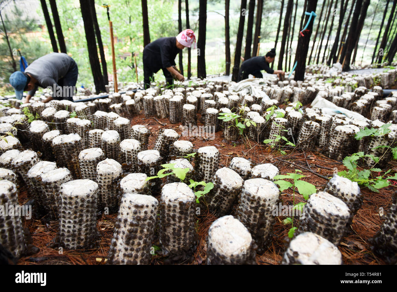 Jianhe, Chinas Provinz Guizhou. 21 Apr, 2019. Landwirte aus Holz ohr Pilze an eine essbare Pilze pflanzen Basis in der Jianhe Censong Gemeinde Grafschaft, qiandongnan Miao und Dong Autonomen Präfektur, Südwesten Chinas Provinz Guizhou, 21. April 2019. Jianhe County Behörden sind ermutigend Nutzung der Leerlauf landet in seine Wälder für den Anbau essbarer Pilze. Der Politik gelingt es, Förderung der lokalen Bewohner' Einkommen ohne Hindernis für das Wachstum des Waldes Flora. Credit: Yang Wenbin/Xinhua/Alamy leben Nachrichten Stockfoto