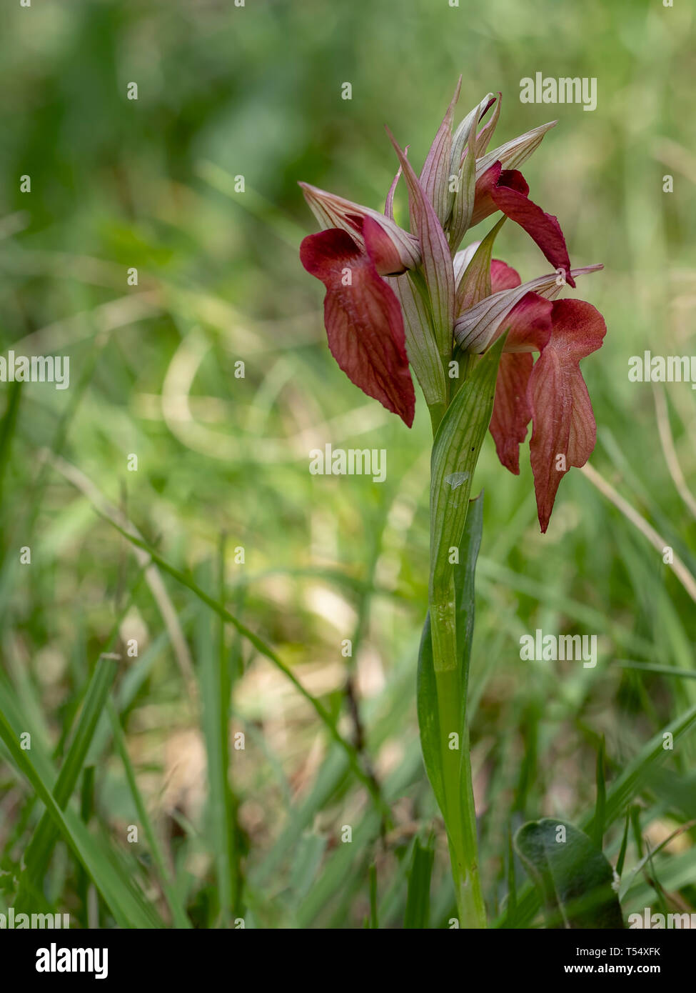 Wild Orchid, Serapias neglecta. Besonders farbenfroh, vielleicht natürliche Hybride. Eine blumenstengel vor hellem Hintergrund. Stockfoto
