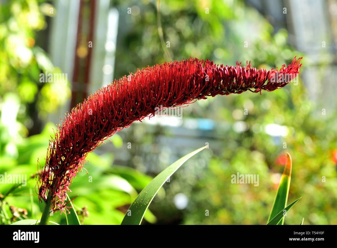 Rote Blume spike Armer Ritter Lily. Stockfoto