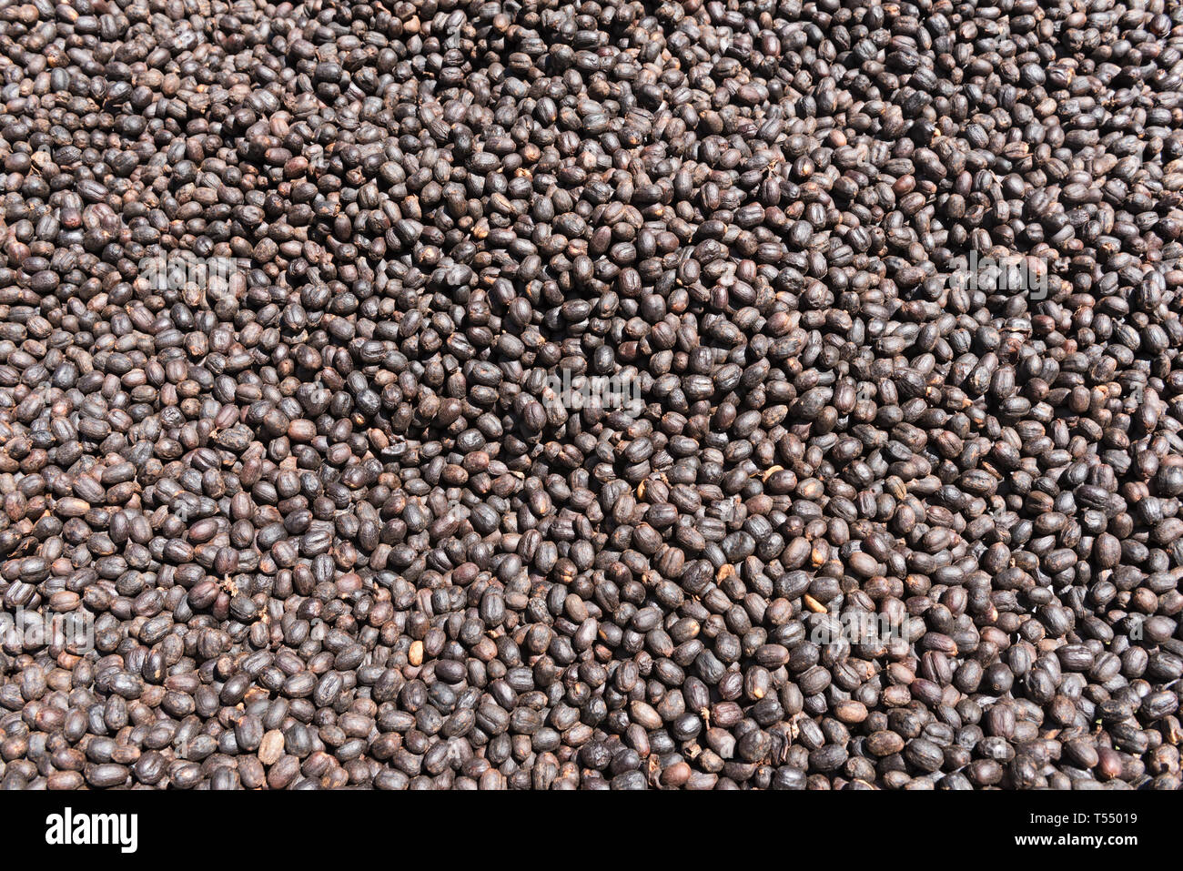 Kaffeebohnen trocknen in der Sonne auf einer Kaffeeplantage Stockfoto