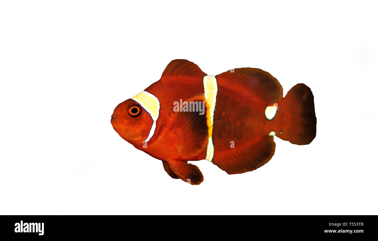 Red Goldenflake maroon Clownfish in Beziehung mit weißen Sabae Anemone Stockfoto