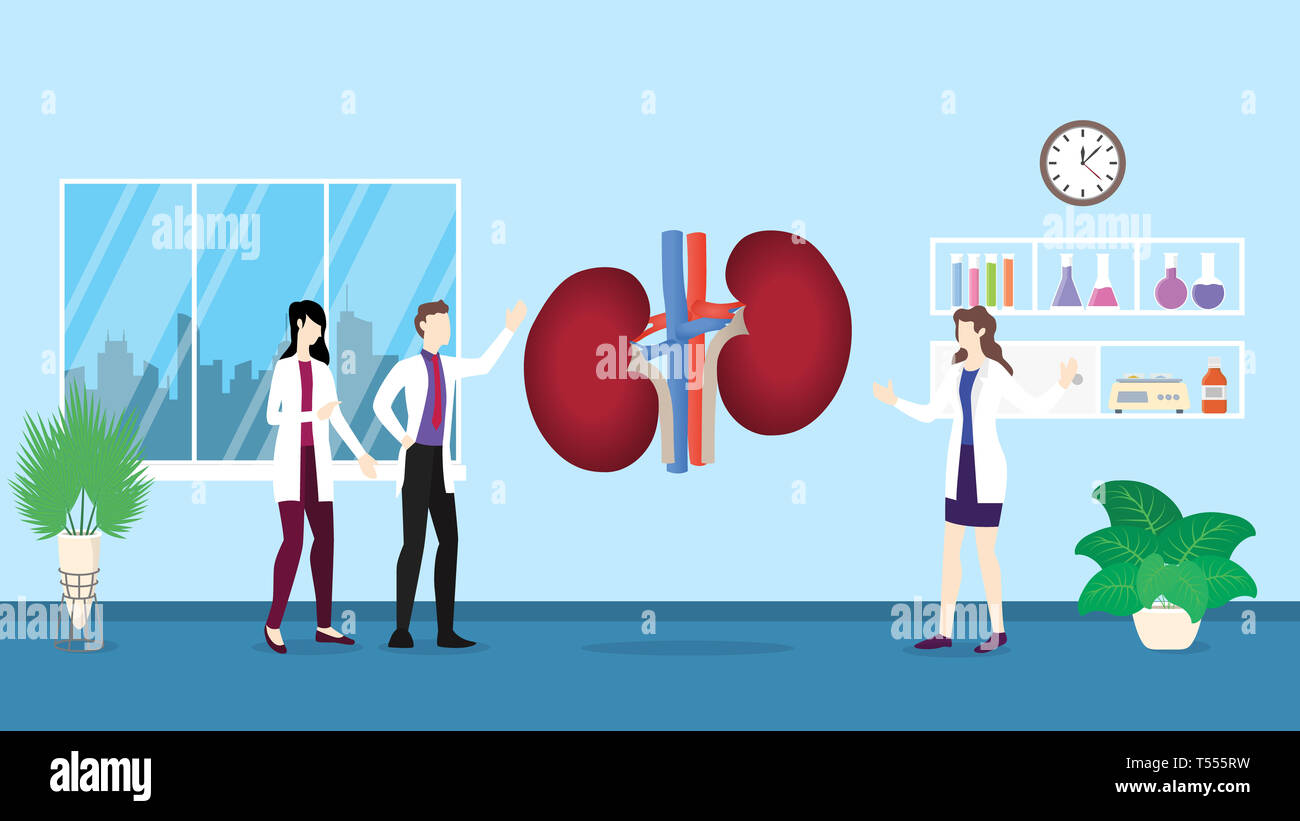 Menschlichen nieren Anatomie Struktur Gesundheitswesen checkup Analyse Identifikation von Doktor Menschen auf der Krankenhaus-Vector Illustration Stockfoto