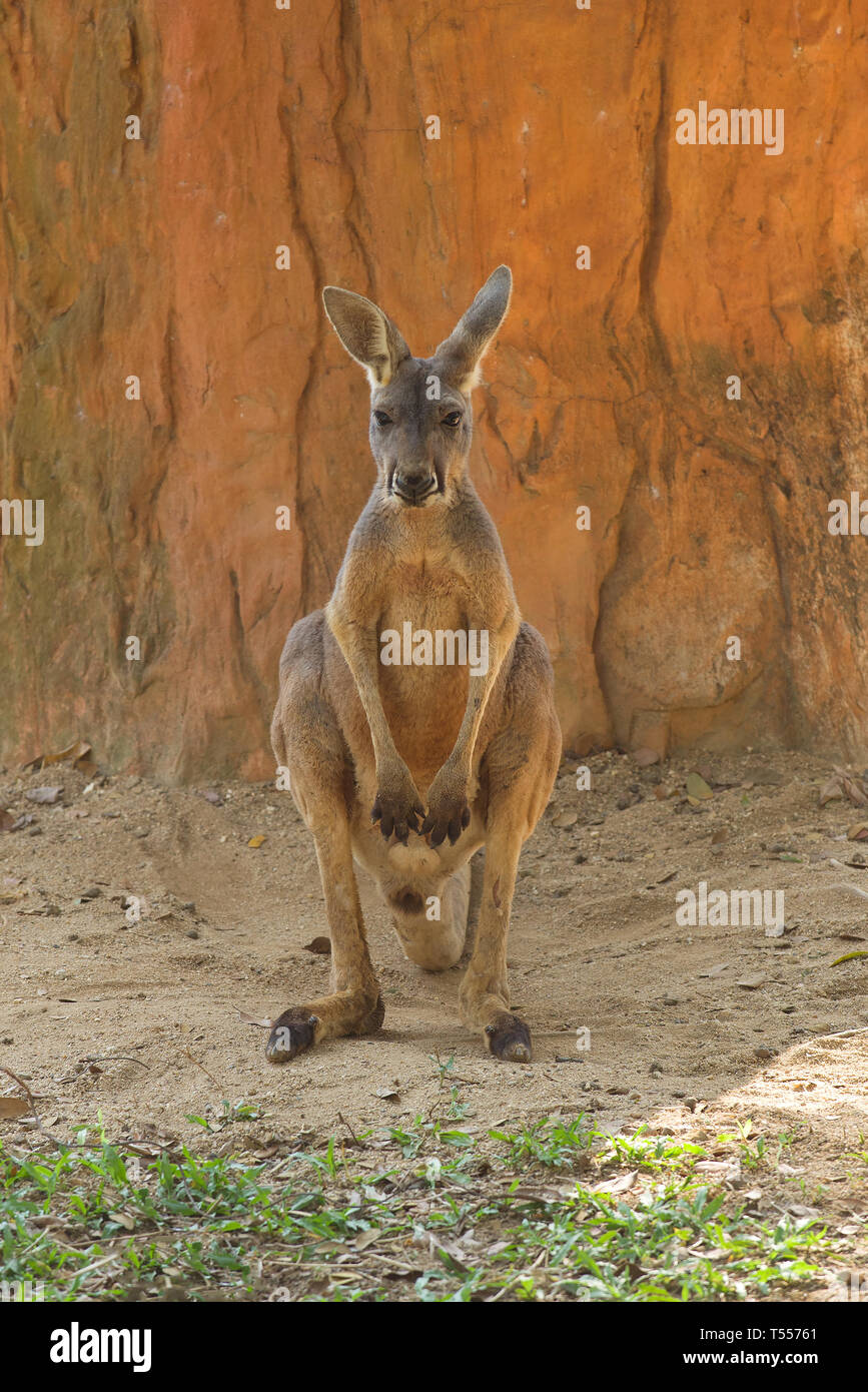 Sitzung rote Känguru (Macropus Rufus) Stockfoto
