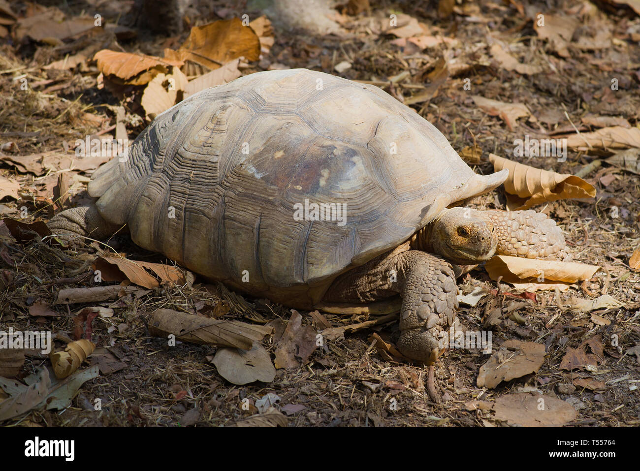 Afrikanische trieb Schildkröte (Geochelone sulcata) Nahaufnahme Stockfoto