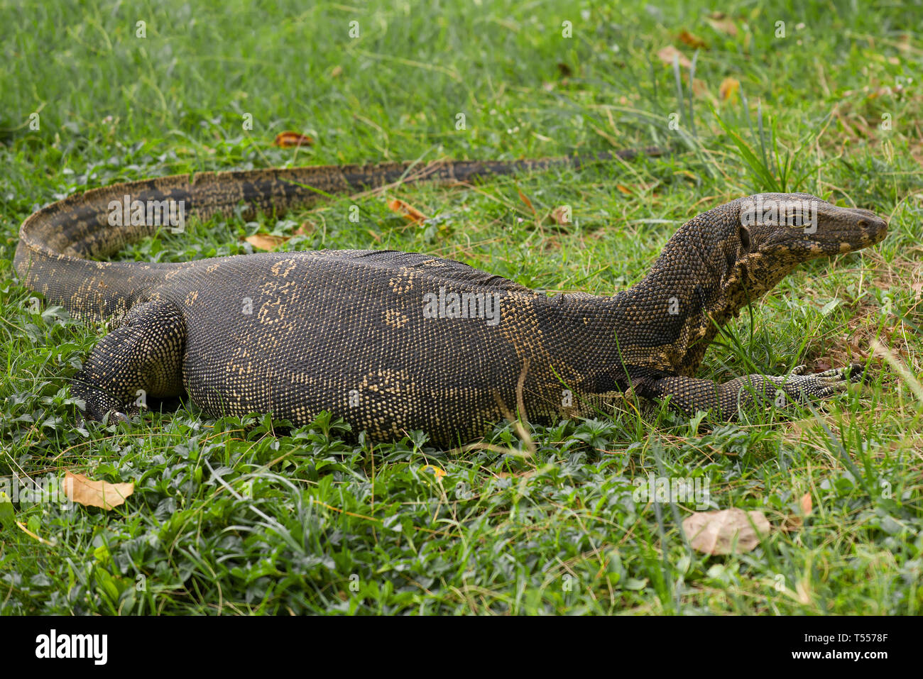 Gestreifte Warane (Varanus Salvator) auf Gras. Lumpini Park, Bangkok Stockfoto