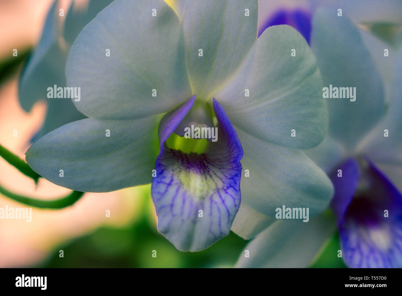 Dieses einzigartige Foto zeigt eine violett Weiße Orchidee im Garten in Hua Hin Thailand Stockfoto
