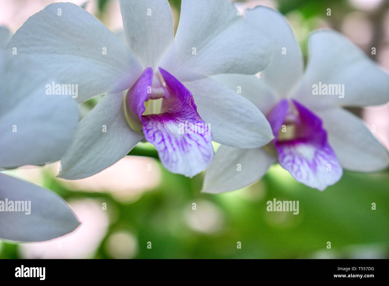 Dieses einzigartige Foto zeigt eine violett Weiße Orchidee im Garten in Hua Hin Thailand Stockfoto