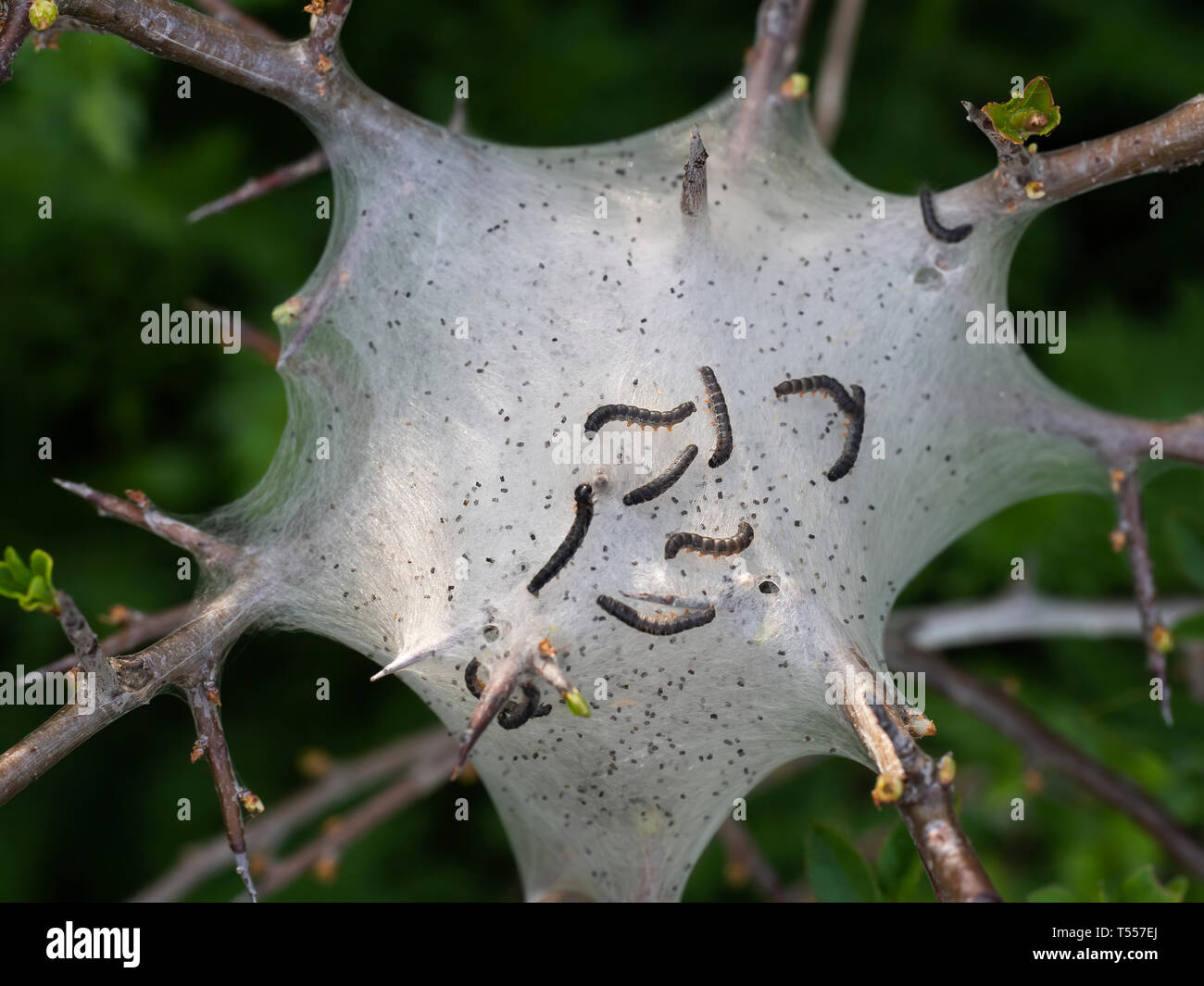 Tent caterpillar Nest aka Lakai Nachtfalter Raupen. Malacosoma eulengattung. Auf Prunus spinosa Zweig. Stockfoto