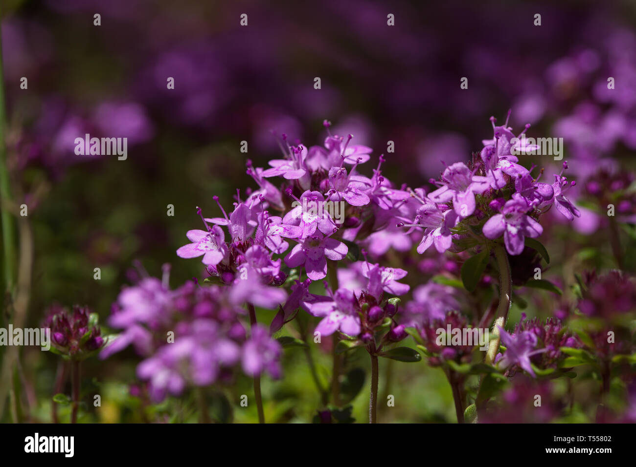 Schleichende wilder Thymian, ein wenig schwer mit einer Reihe von Nutzen: Medizin, Bodendecker, Bienen es liebevoll sind, ... Stockfoto