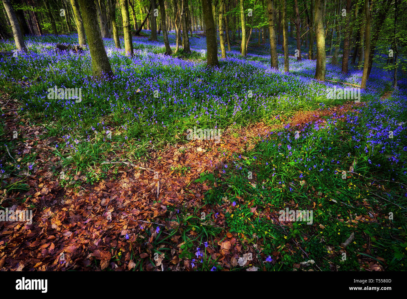 Bluebell Holz in Margam Stockfoto