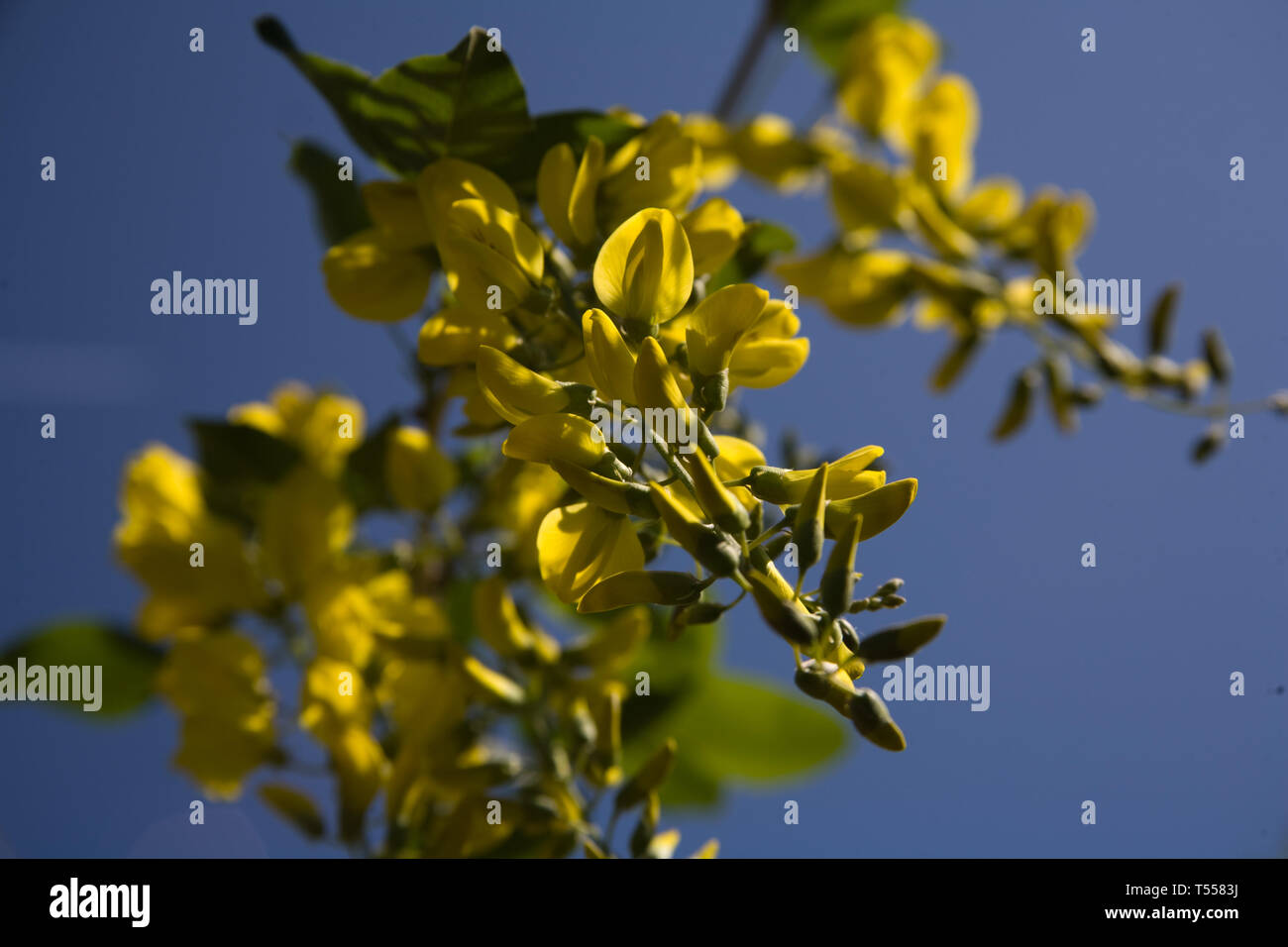 Nahaufnahme eines gelben Goldregen Pflanze in voller Blüte, Schuß vor blauem Himmel Stockfoto