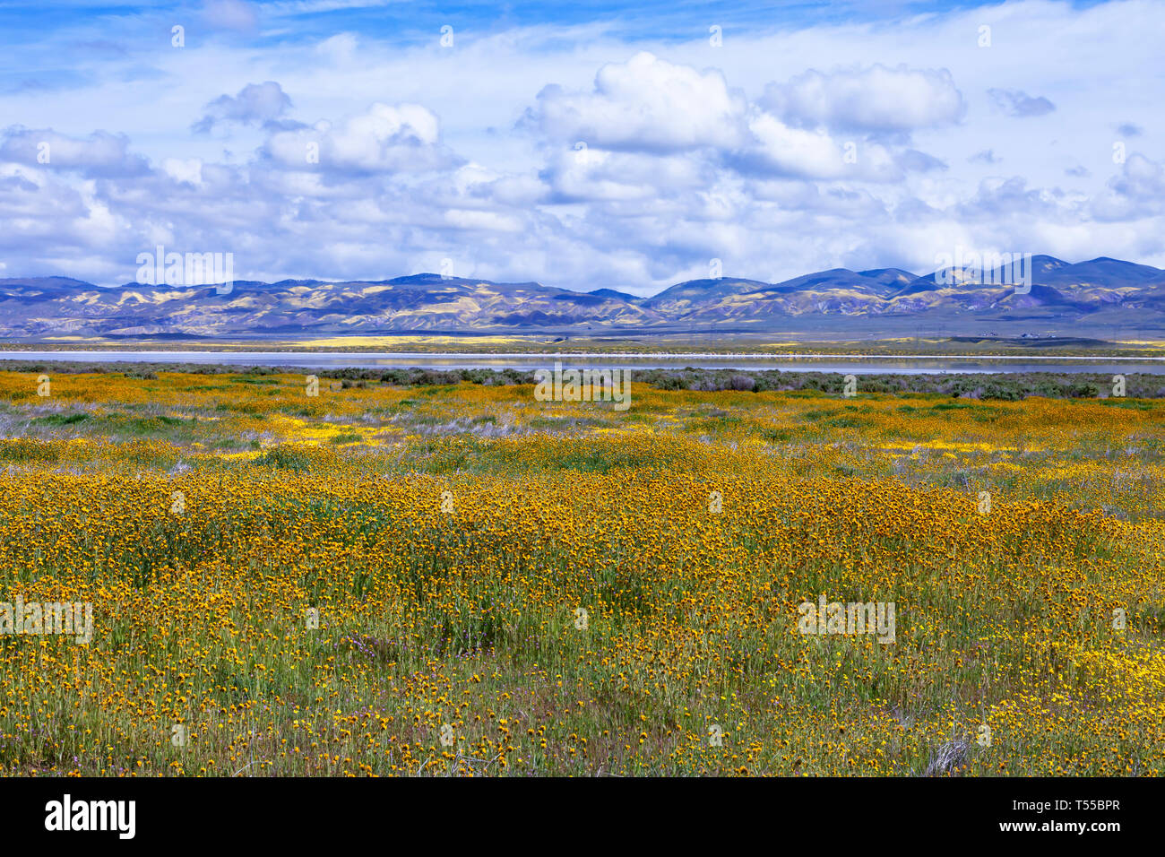 Wildblumen blühen umliegenden Soda See in der Kalifornischen Carrizo National Monument Stockfoto