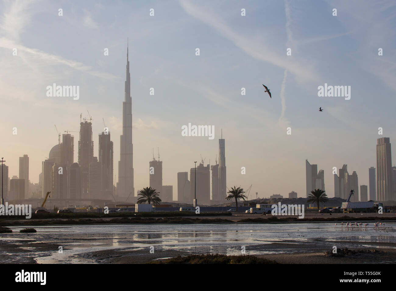 UAE, Dubai, Dubai Creek (Khor Dubai), Ras Al-Khor Wildlife Sanctuary, Flamingo (Phoenicopterus Roseus) und die Skyline der Stadt. Stockfoto