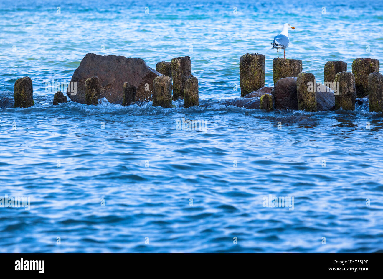 Seagull Lookout an der hölzernen Säule der Alten verwitterten Wellenbrecher, Ostsee, Insel Rügen, Deutschland (Kopie) Stockfoto