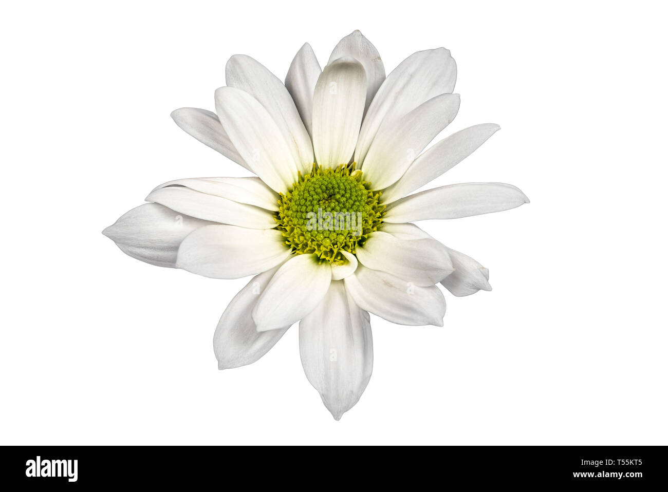 Closeup Fokus gestapelt Schuss eine weiße Blume auf weißem Hintergrund mit Freistellungspfad isoliert Stockfoto