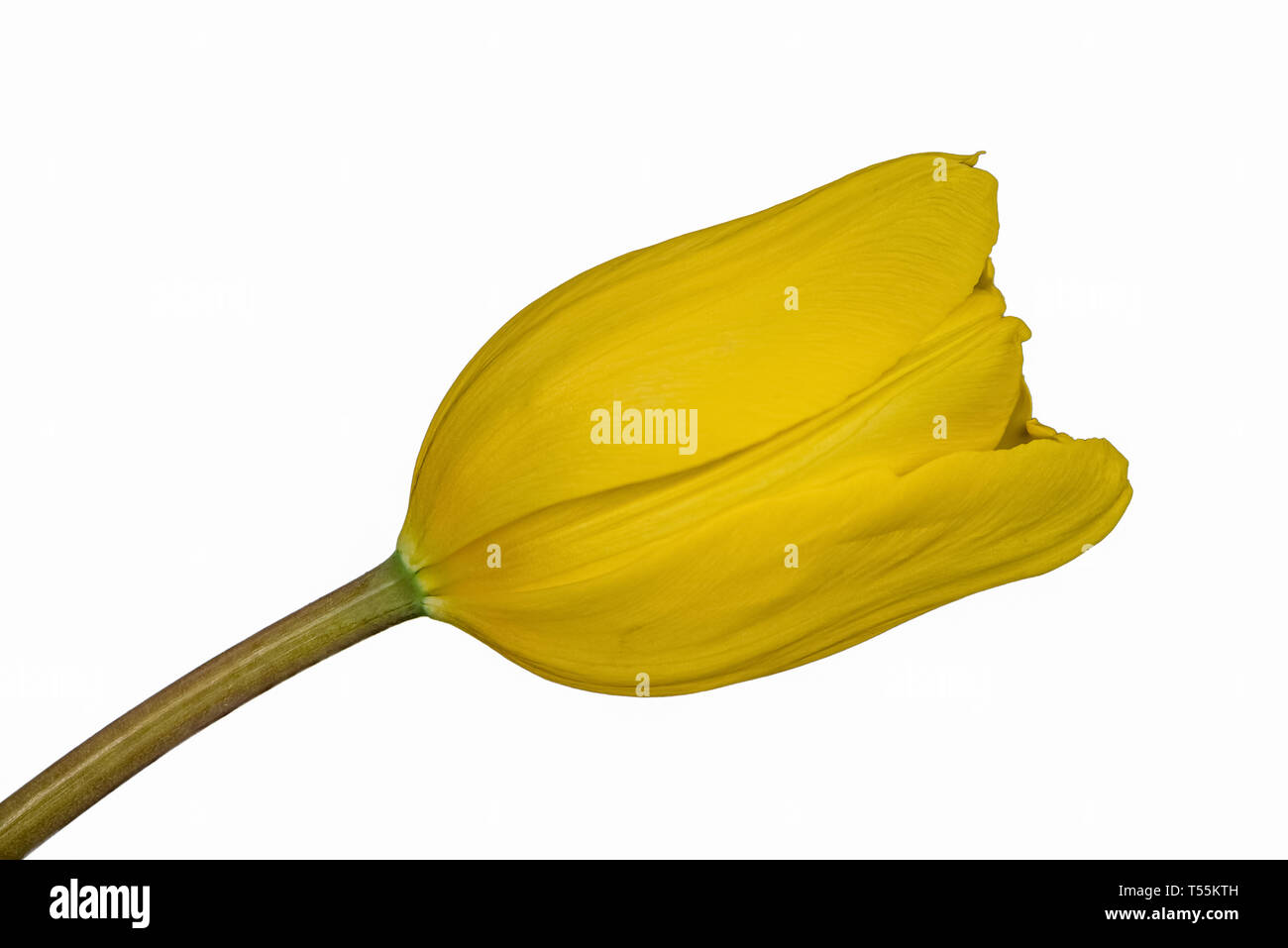 Closeup Fokus gestapelt Schuß eines isolierten Gelbe Tulpe auf weißem Hintergrund mit Freistellungspfad isoliert Stockfoto