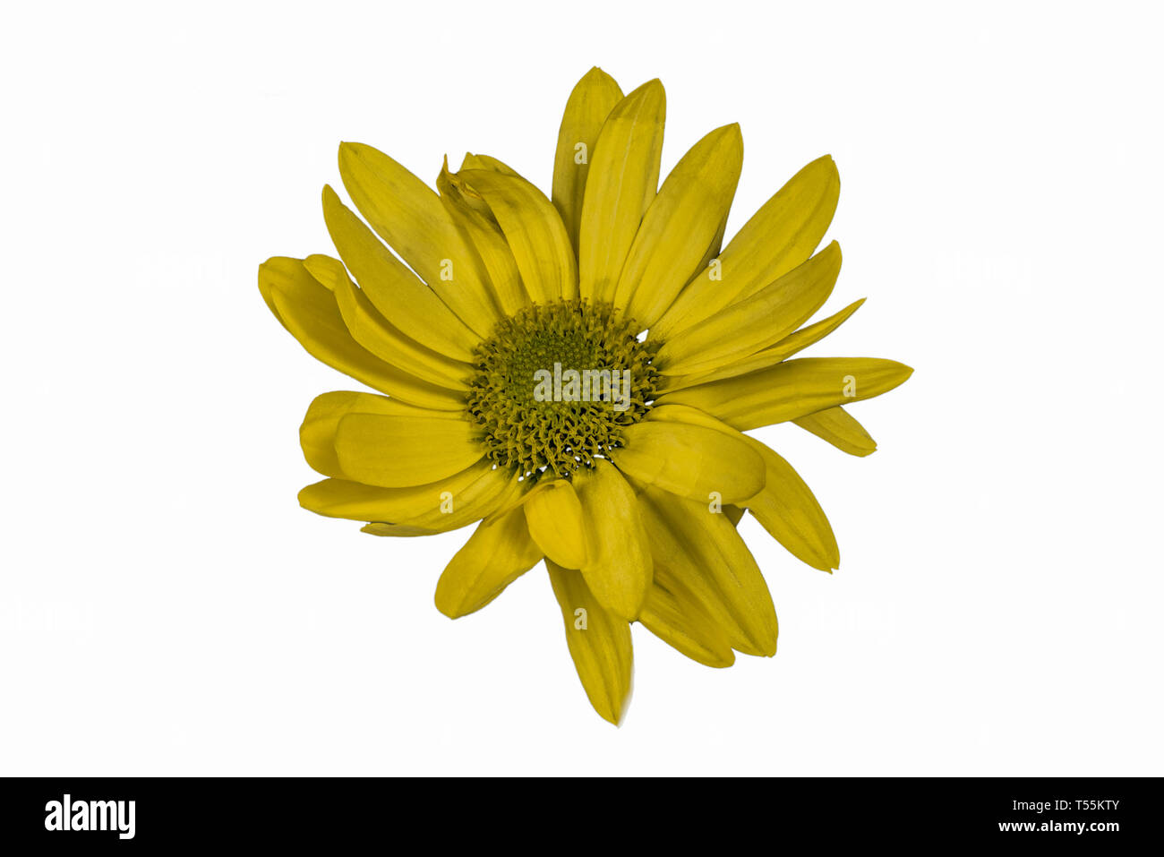 Closeup Fokus gestapelt Schuss eine gelbe Blume auf weißem Hintergrund mit Freistellungspfad isoliert Stockfoto