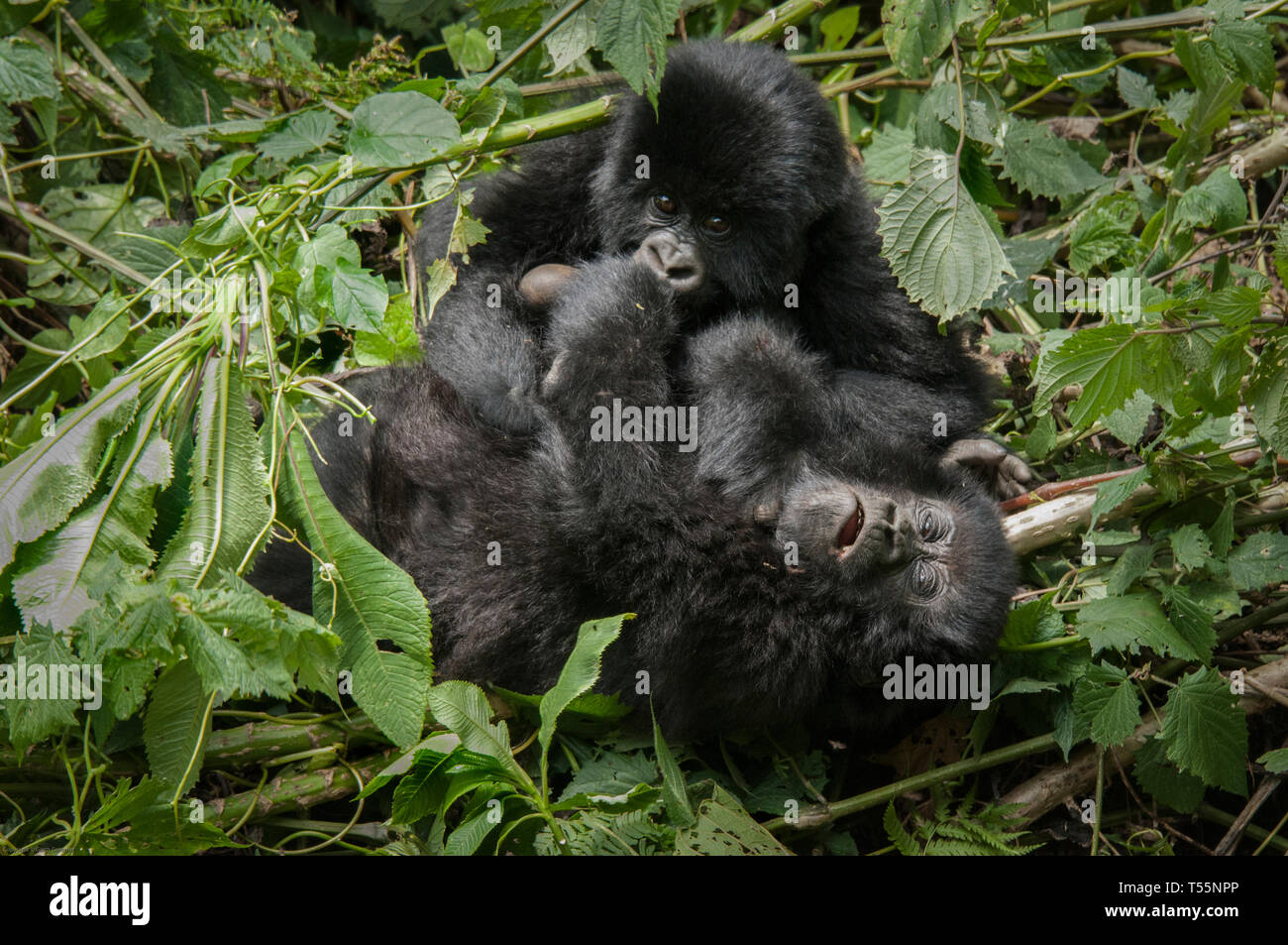 Junge Gorillas im Spiel Stockfoto