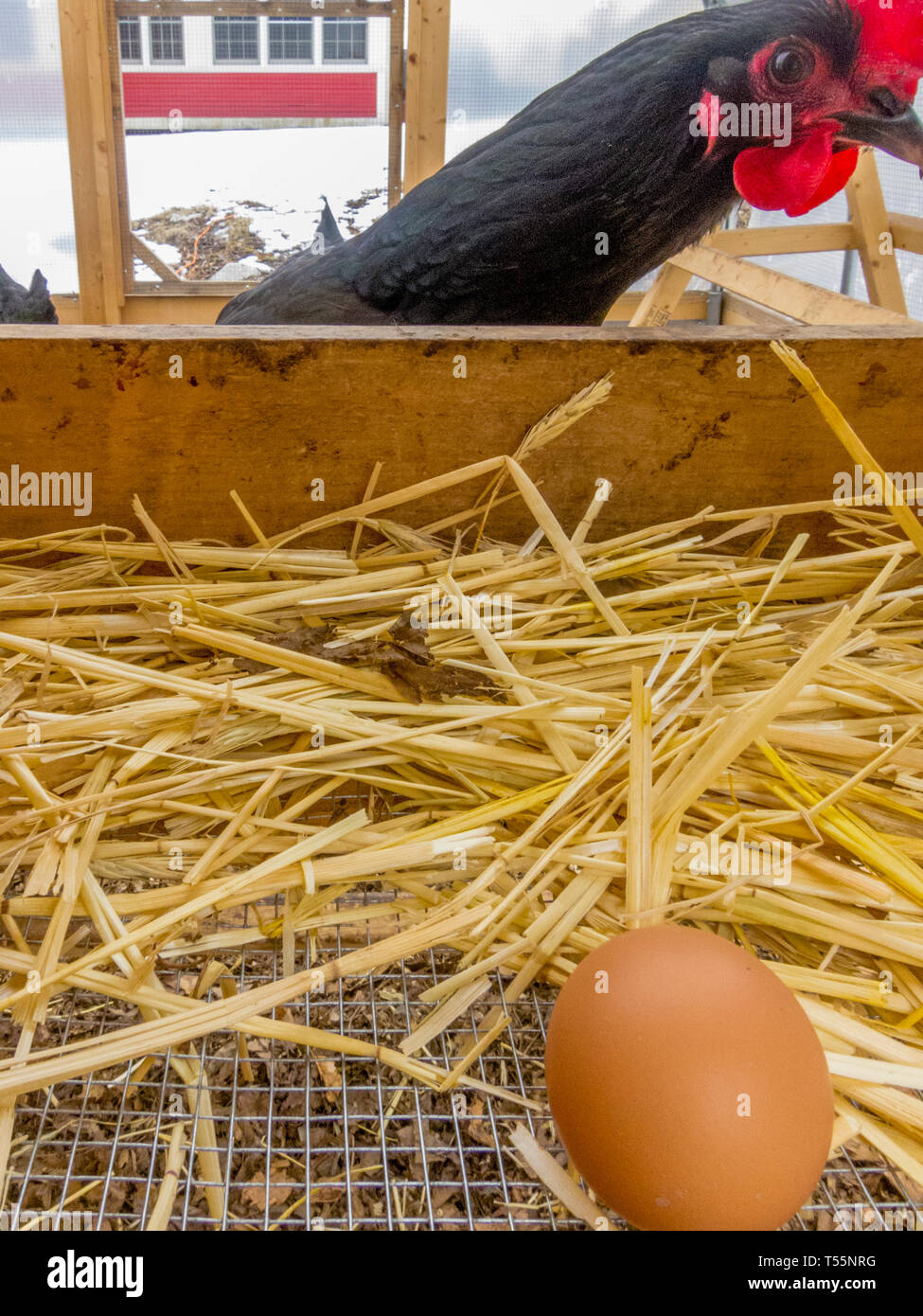 Huhn und Ihre neu angelegte Ei Stockfoto