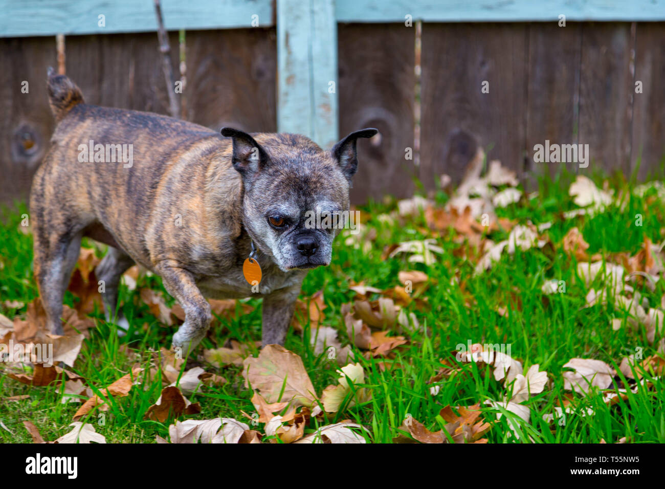 Hunde im Herbst Blätter Stockfoto