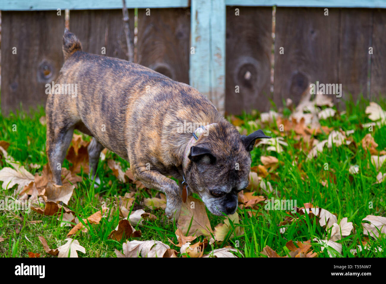 Hunde im Herbst Blätter Stockfoto