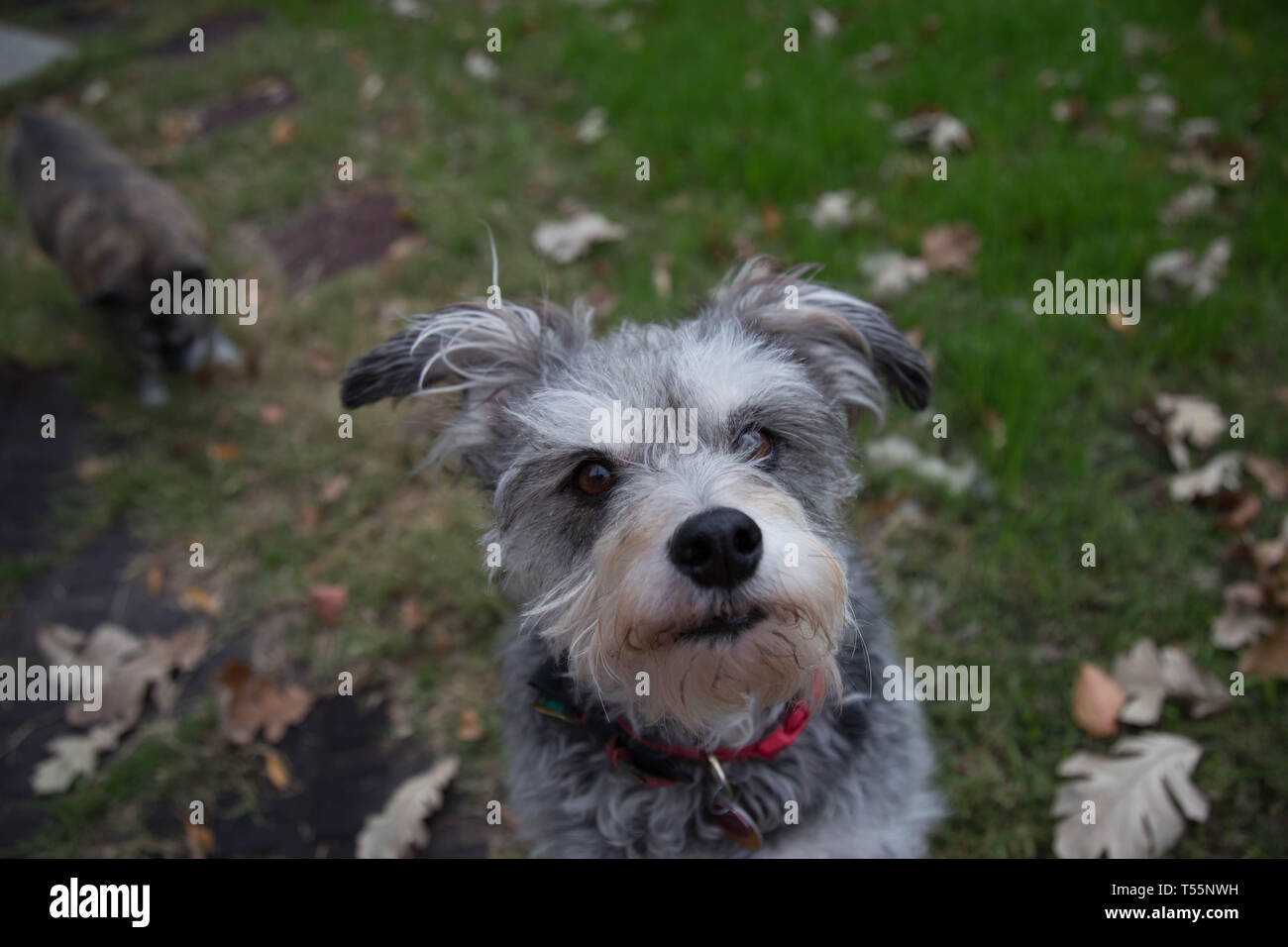 Hunde im Herbst Blätter Stockfoto