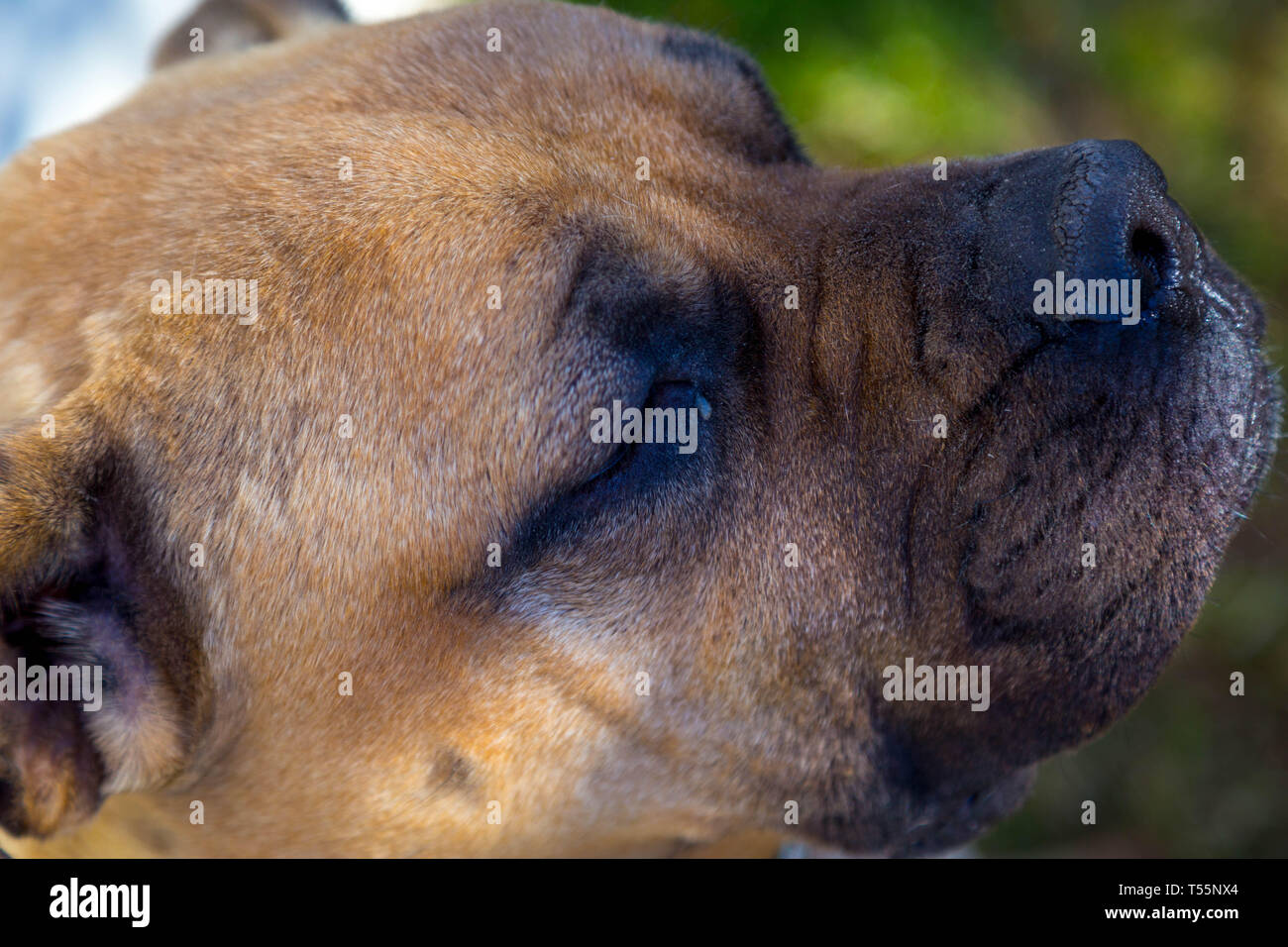 Hunde im Herbst Blätter Stockfoto