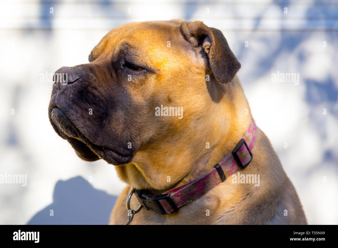 Hunde im Herbst Blätter Stockfoto