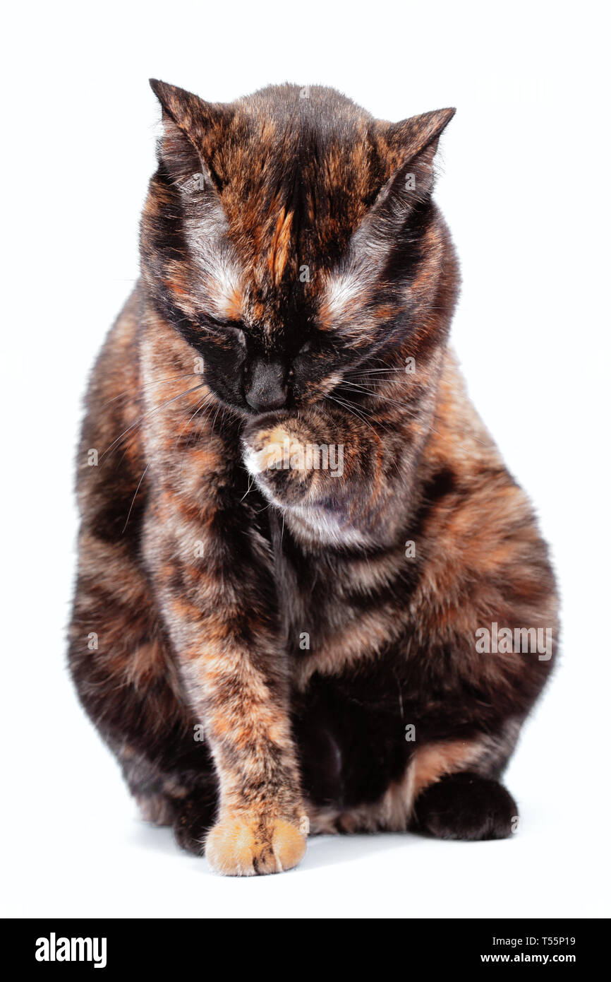 Rot und Schwarz schildpatt Katze auf einem weißen Hintergrund. 2-farbige  Katze sitzt und wäscht sich das Gesicht mit einem Fuß, der selektiven Fokus  Stockfotografie - Alamy