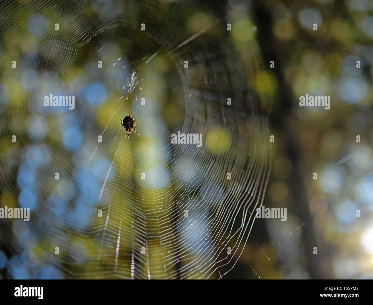 Spinne in der Mitte einer Web Seite beleuchtet durch die Morgensonne. Stockfoto