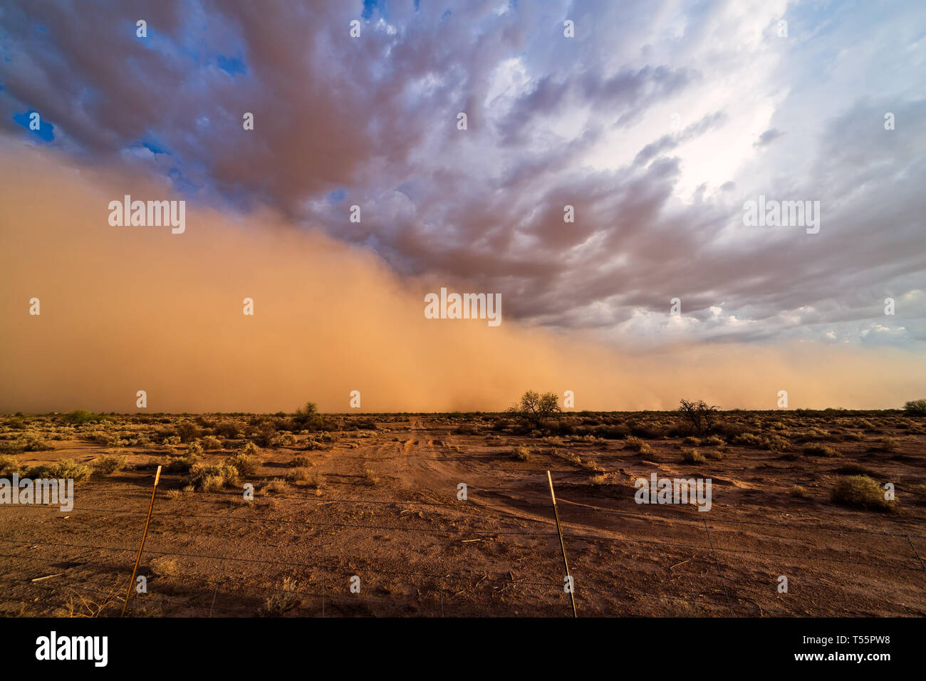 Ein Haboob-Staubsturm nähert sich Phoenix, Arizona Stockfoto