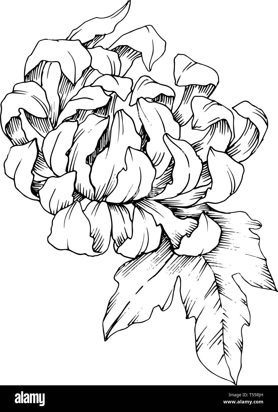 Vektor Chrysantheme floral botanischen Blumen. Schwarz und weiß eingraviert Tinte Art isoliert Blume Illustration Element. Stock Vektor