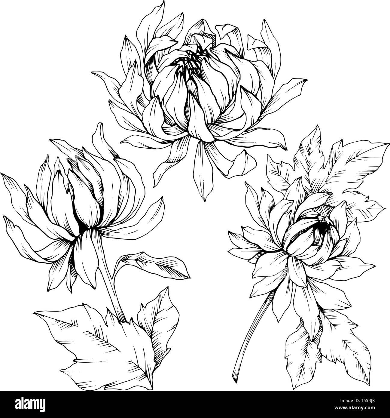 Vektor Chrysantheme floral botanischen Blumen. Schwarz und weiß eingraviert Tinte Art isoliert Blume Illustration Element. Stock Vektor