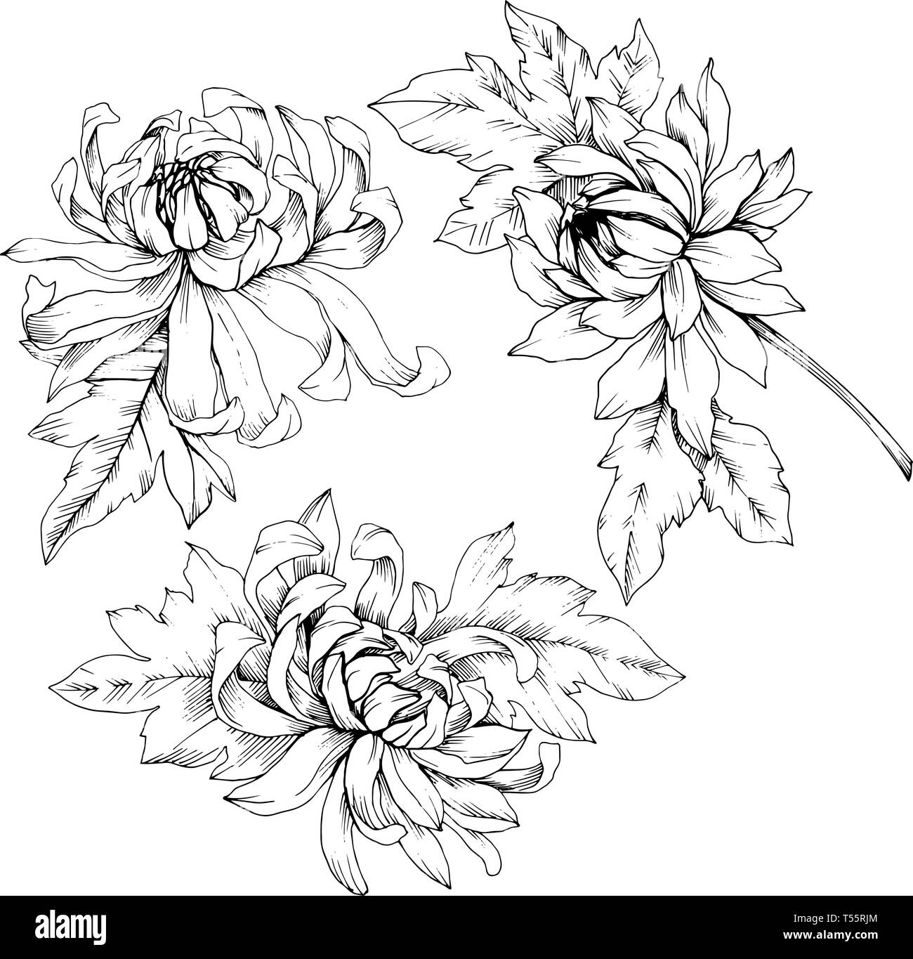 Vektor Chrysantheme floral botanischen Blumen. Schwarz und weiß eingraviert Tinte Art isoliert Blume Illustration Element. Stock Vektor