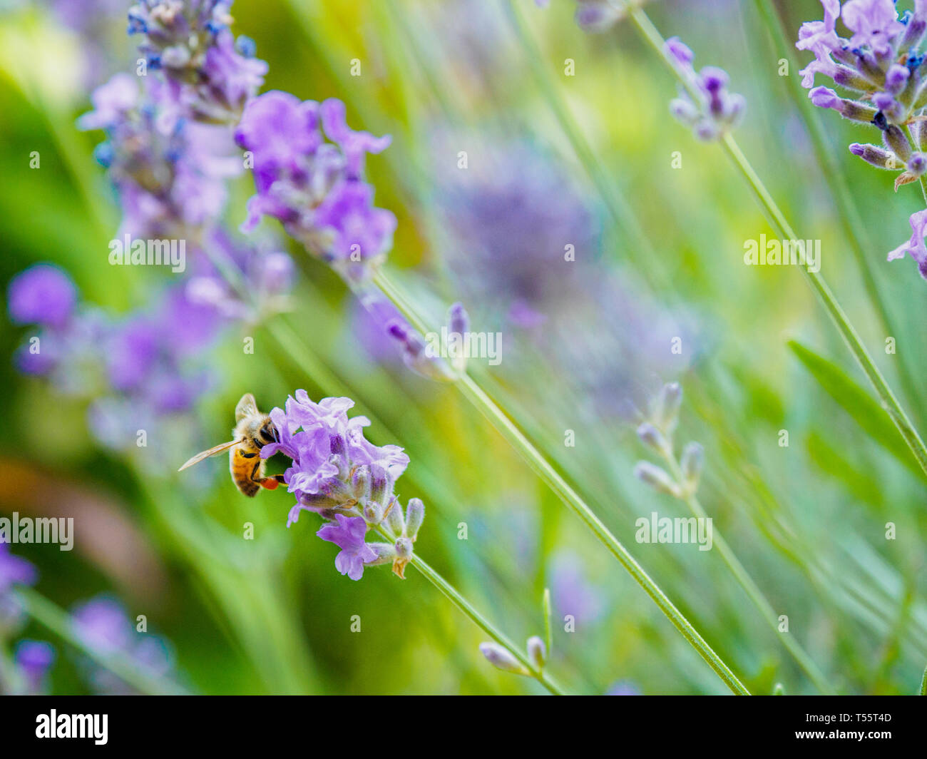 Biene auf Lavendel Stockfoto