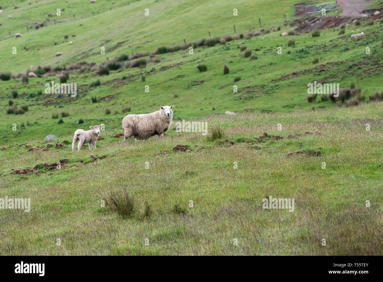 Lamm und Schaf in Feld in Te Anau Downs, Neuseeland Stockfoto