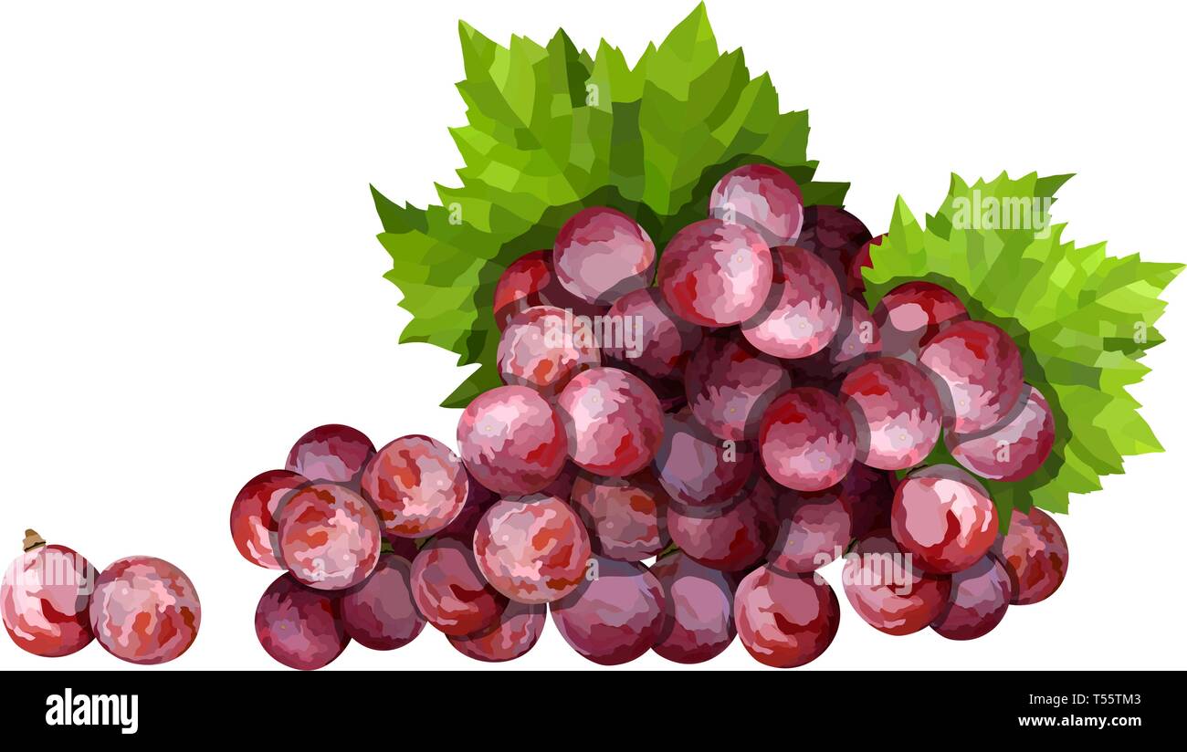 Rote Traube Reif. Rosa Bündel mit Blättern Vector Illustration Stock Vektor