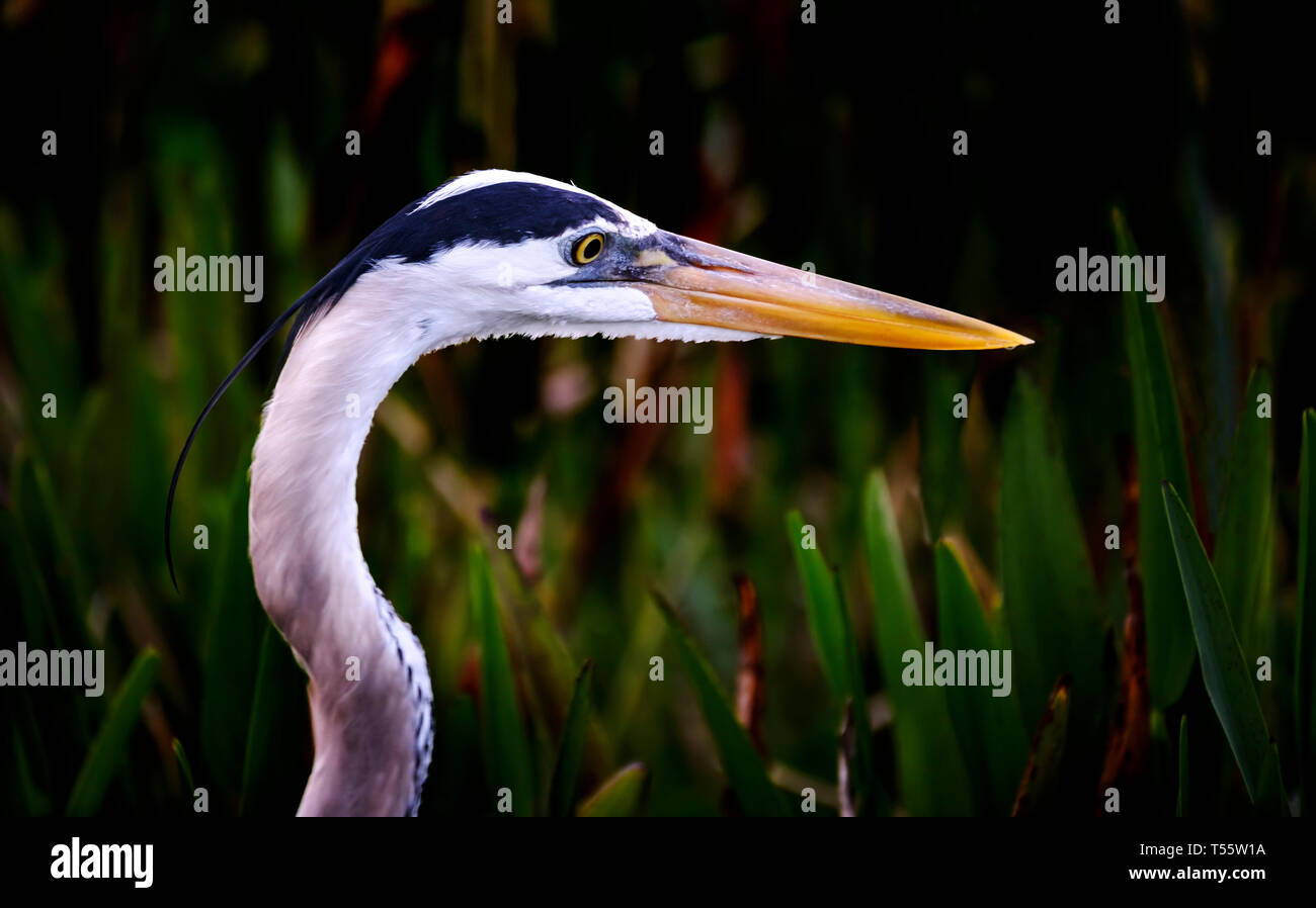Profil von Great Blue heron Stockfoto