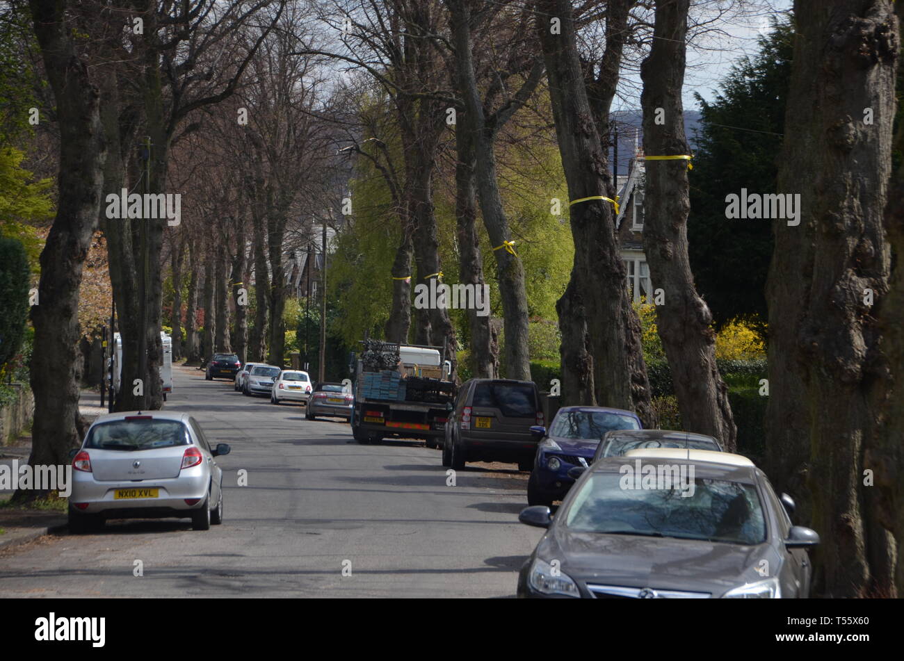 Eine Vorstadtstraße in Sheffield mit Bäumen mit gelbem Band im Protest an Bäumen vom Rat der Stadt gebunden. Stockfoto