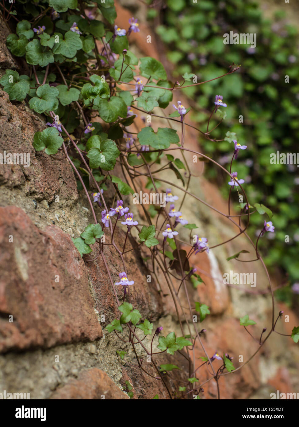 Cymbalaraia muralis, der Efeu-leaved Toadflax auf der Mauer der Festung Kalemegdan in Belgrad Stockfoto