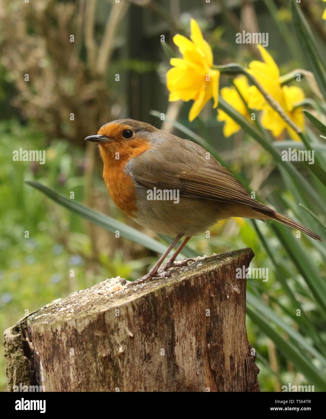 Weitwinkel Portrait von Europäischen Rotkehlchen (Erithacus Rubecula) auf Stumpf unter Frühling Blumen thront in einem englischen Garten. April 2019, Midlands, UK Stockfoto