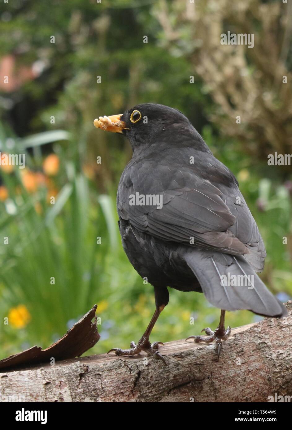 Männliche Amsel (Turdus merula) Sammeln von Nahrung, unter Frühlingsblumen im Englischen Garten. April 2019, Midlands, UK Stockfoto