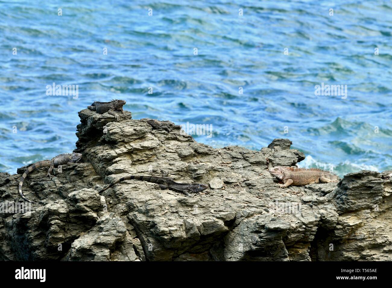 Iguana gefunden in St. Croix, United States Virgin Islands Stockfoto