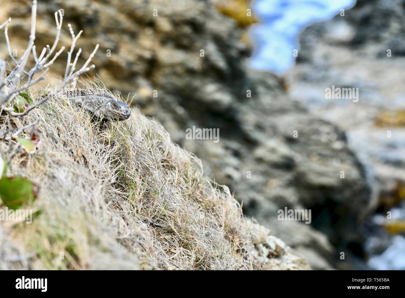 Iguana gefunden in St. Croix, United States Virgin Islands Stockfoto