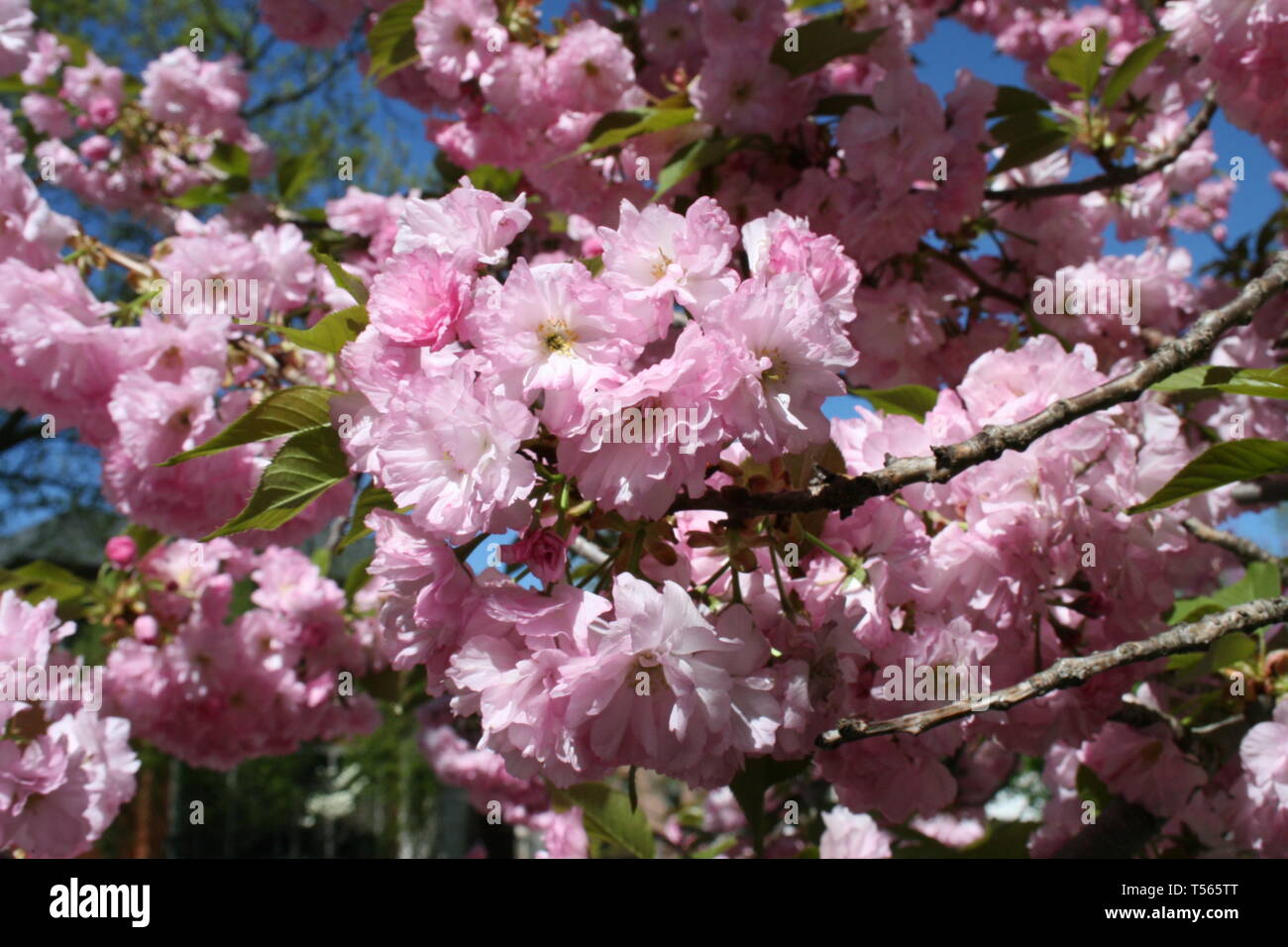 Grüne Blätter, rosa Blüten und blauer Himmel Stockfoto