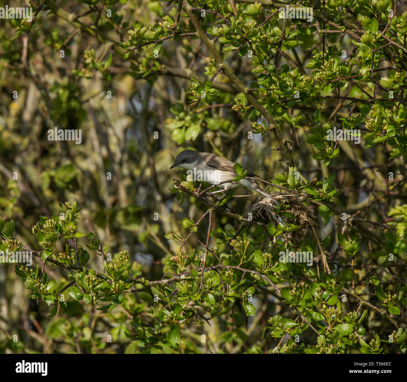 Lesser Whitethroat Stockfoto